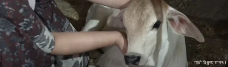 Baby cow in gaushala with a woman