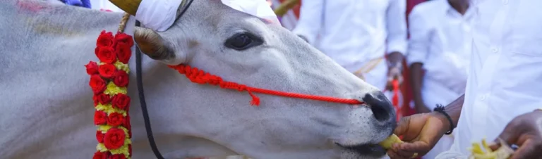 Cow pongal festival