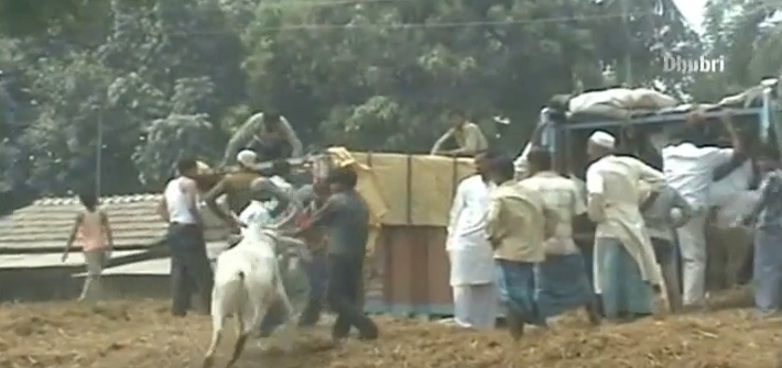 Cows and bulls being forcibly loaded into a truck for transport to the slaughterhouse.