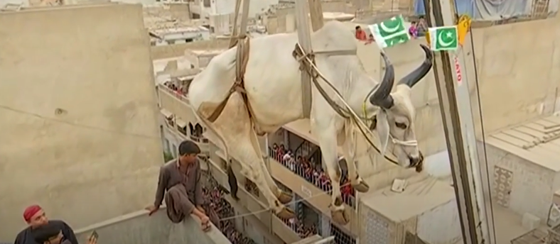 A bull is often hung in mid-air during the Eid sacrificial ritual to be lowered down for slaughter. (Karachi, Pakistan)