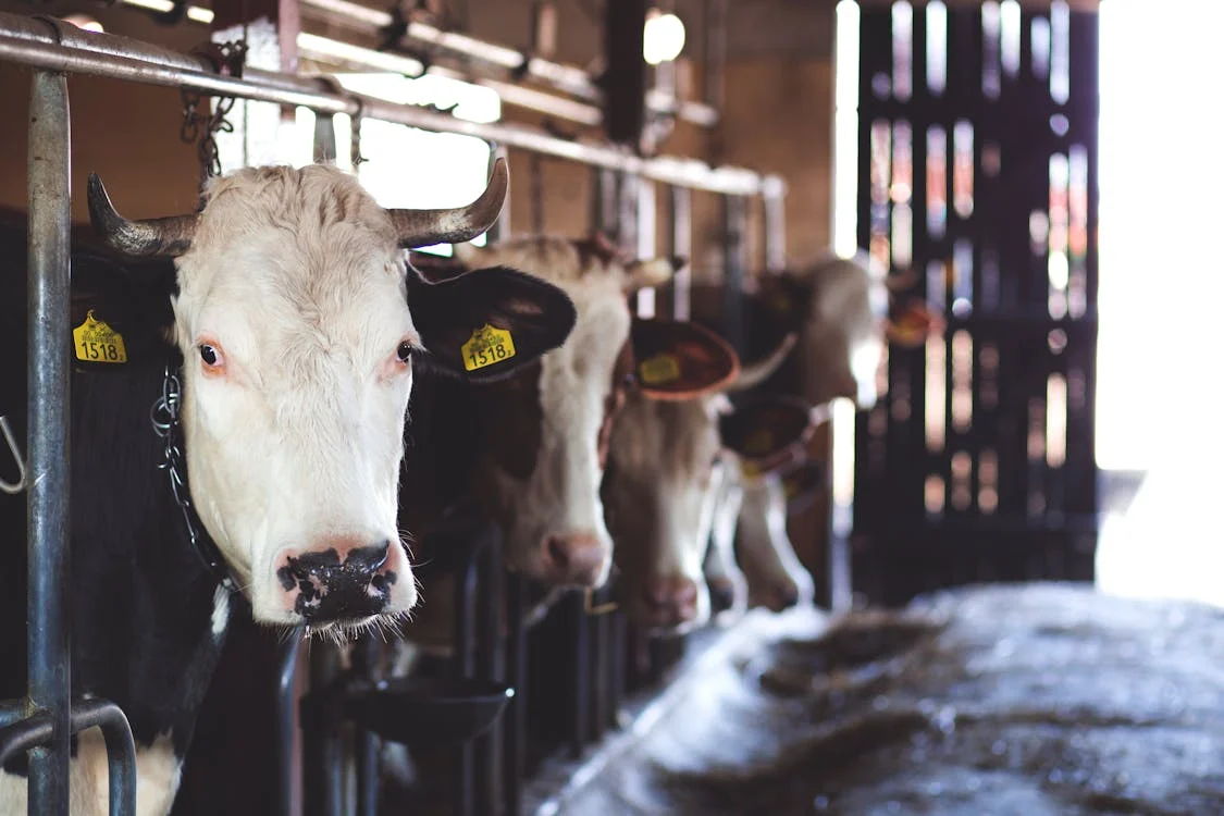 Cows on a dairy farm in the USA