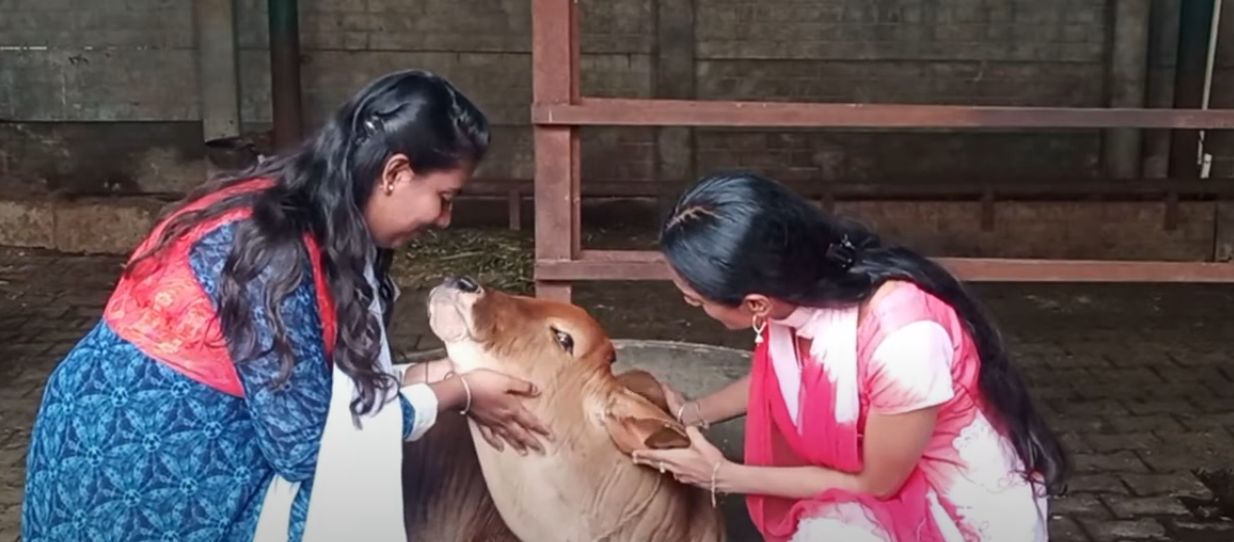 Girls playing with cow