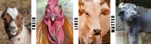 Collage of cows, buffaloes, chickens, and goats with 'Their Lives Matter' text, highlighting the importance of ethical treatment and animal welfare.