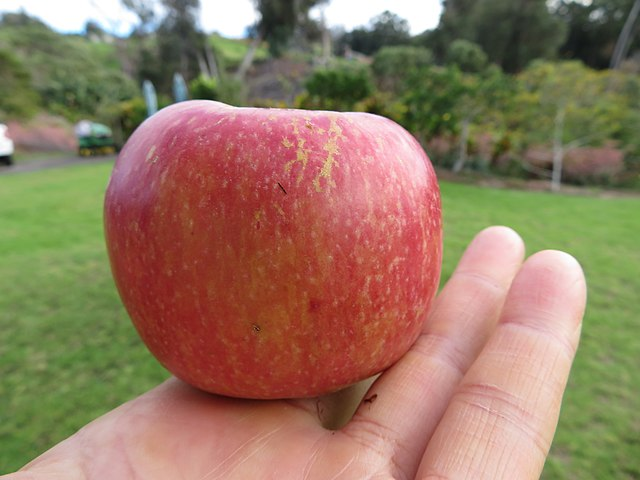 An apple in someone's hand